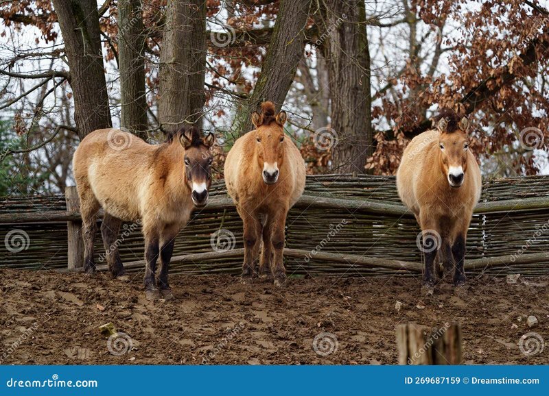 How Smart Is A Przewalski’S Horse? Cognitive Abilities And Behavior