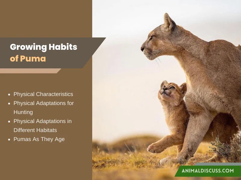 How Smart Is A Puma? Cognitive Abilities And Behavior
