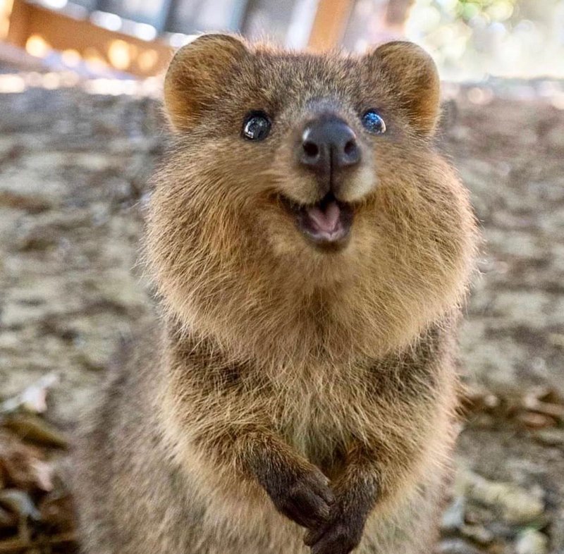 How Smart Is A Quokka? Cognitive Abilities And Behavior