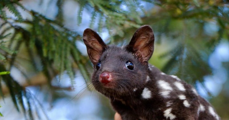 How Smart Is A Quoll? Cognitive Abilities And Behavior
