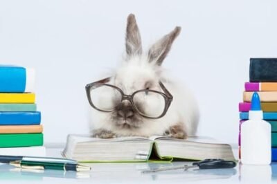 How Smart Is A Rabbit? Cognitive Abilities And Behavior