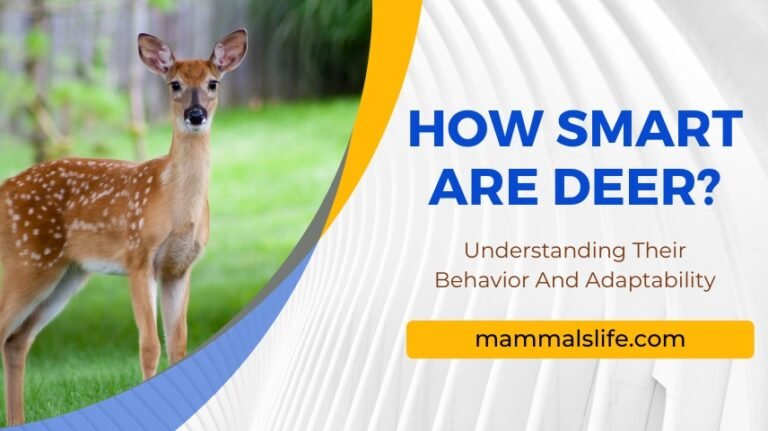 How Smart Is A Red Deer? Cognitive Abilities And Behavior