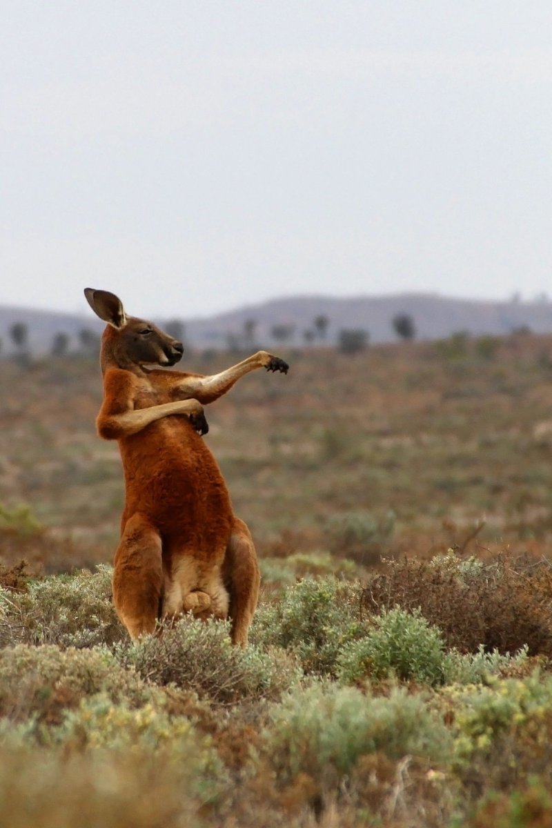 How Smart Is A Red Kangaroo? Cognitive Abilities And Behavior
