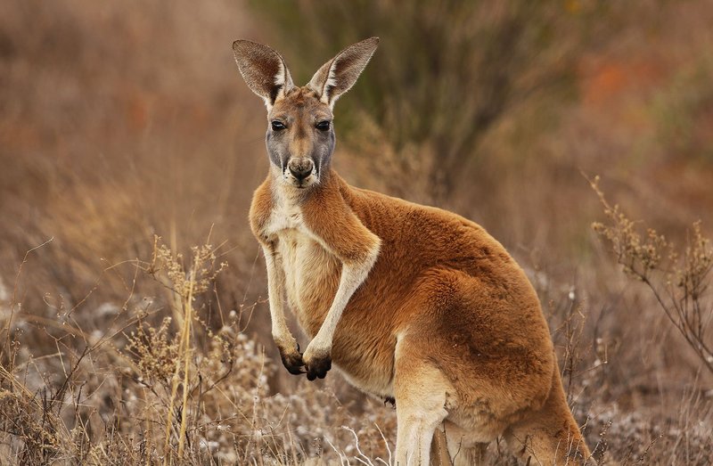 How Smart Is A Red Kangaroo? Cognitive Abilities And Behavior