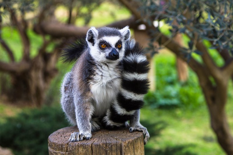 How Smart Is A Ring-Tailed Lemur? Cognitive Abilities And Behavior