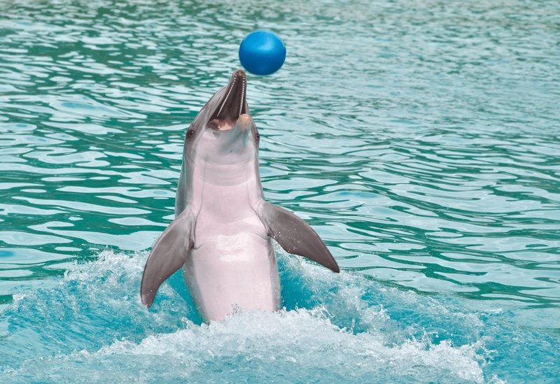 How Smart Is A River Dolphin? Cognitive Abilities And Behavior