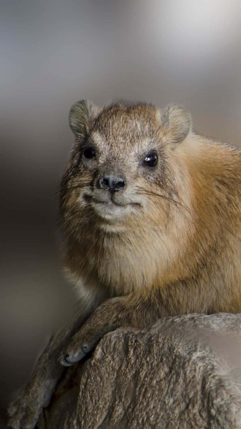 How Smart Is A Rock Hyrax? Cognitive Abilities And Behavior