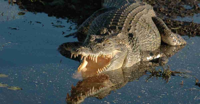 How Smart Is A Saltwater Crocodile? Cognitive Abilities And Behavior