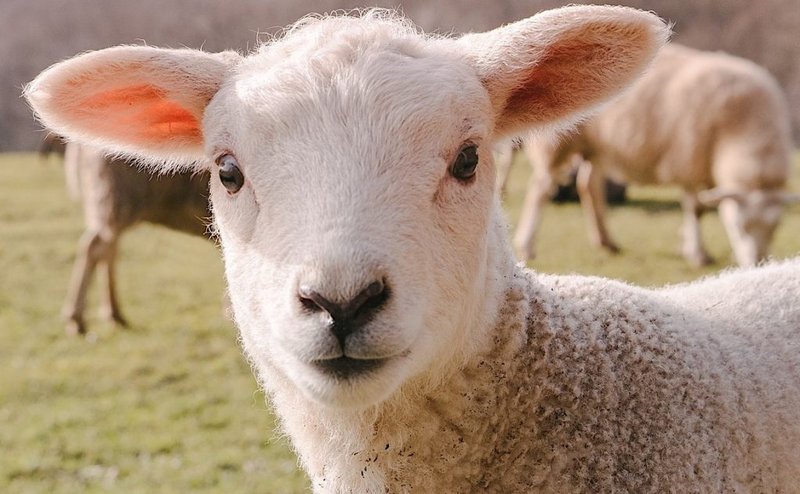 How Smart Is A Sheep? Cognitive Abilities And Behavior