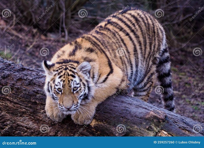 How Smart Is A Siberian Tiger? Cognitive Abilities And Behavior