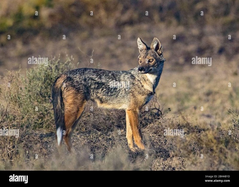 How Smart Is A Side-Striped Jackal? Cognitive Abilities And Behavior