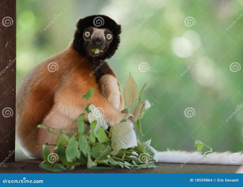 How Smart Is A Sifaka? Cognitive Abilities And Behavior