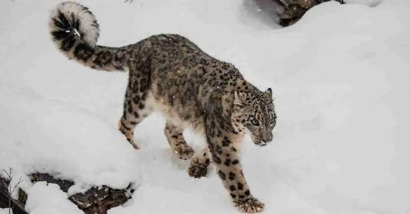 How Smart Is A Snow Leopard? Cognitive Abilities And Behavior