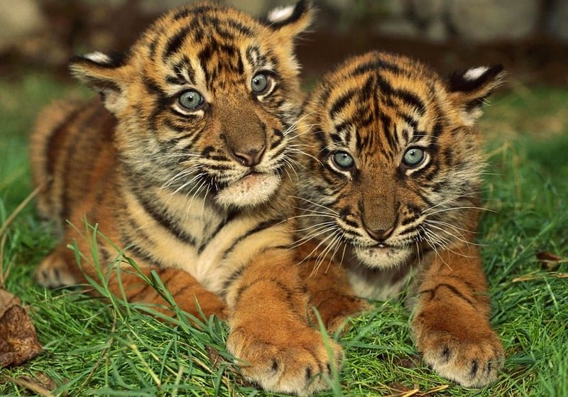 How Smart Is A South China Tiger? Cognitive Abilities And Behavior