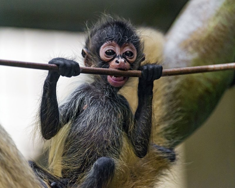 How Smart Is A Spider Monkey? Cognitive Abilities And Behavior