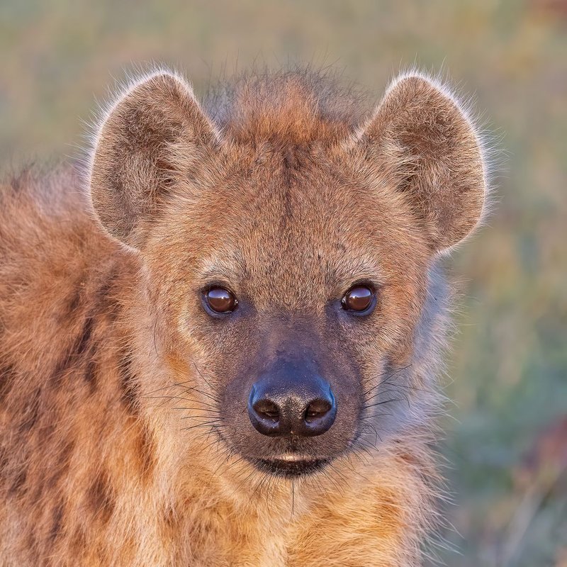 How Smart Is A Spotted Hyena? Cognitive Abilities And Behavior