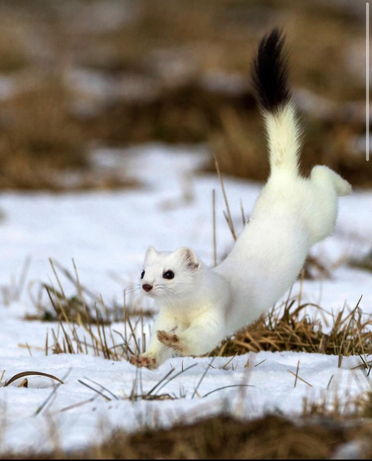 How Smart Is A Stoat? Cognitive Abilities And Behavior