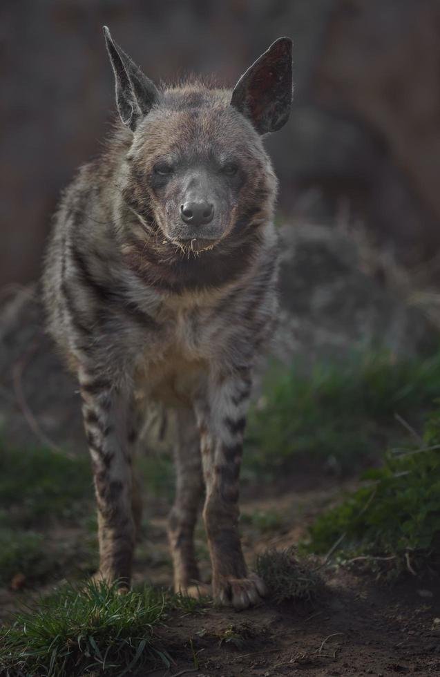 How Smart Is A Striped Hyena? Cognitive Abilities And Behavior