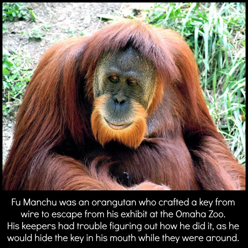 How Smart Is A Sumatran Orangutan? Cognitive Abilities And Behavior
