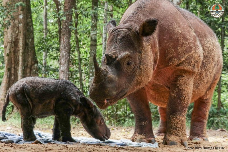 How Smart Is A Sumatran Rhinoceros? Cognitive Abilities And Behavior