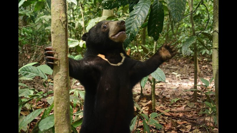 How Smart Is A Sun Bear? Cognitive Abilities And Behavior