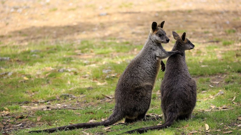 How Smart Is A Swamp Wallaby? Cognitive Abilities And Behavior