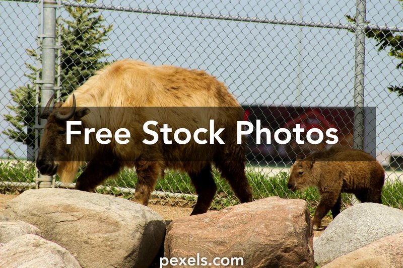 How Smart Is A Takin? Cognitive Abilities And Behavior