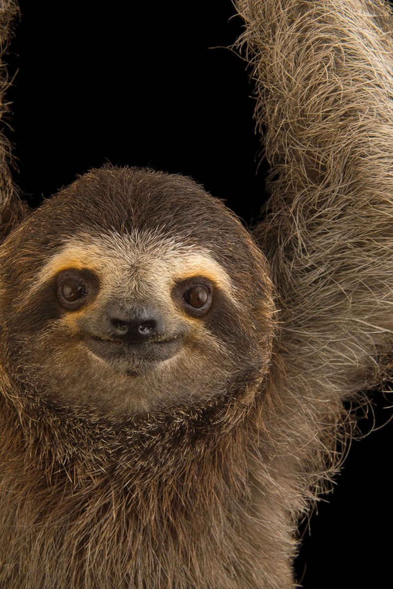 How Smart Is A Three-Toed Sloth? Cognitive Abilities And Behavior