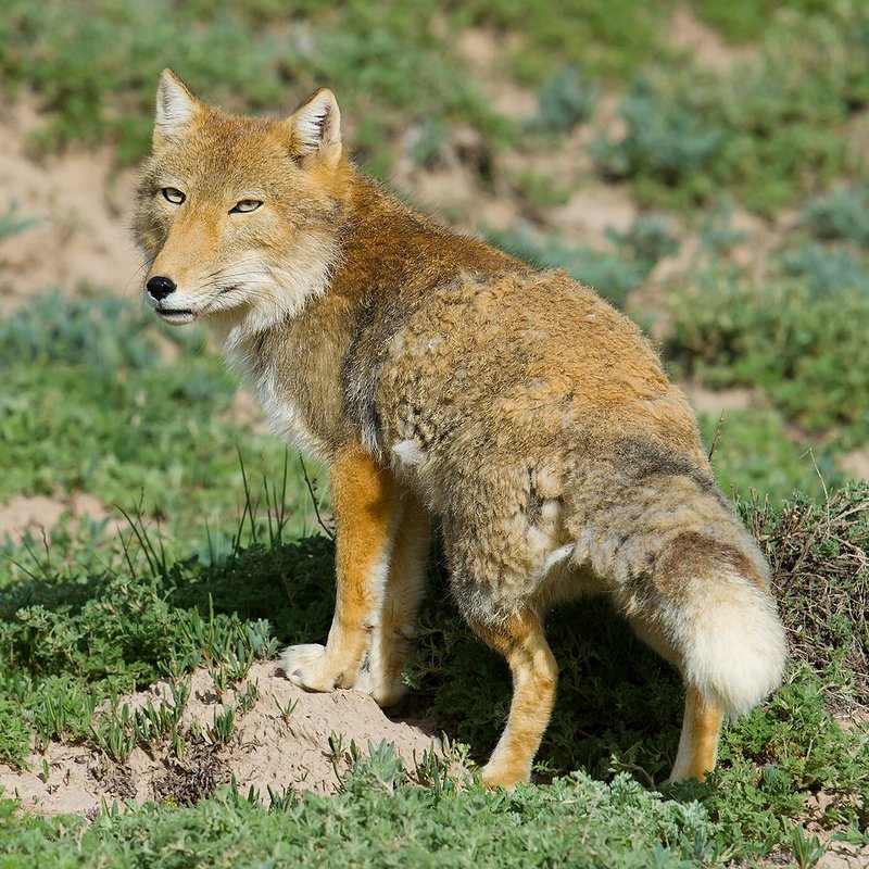 How Smart Is A Tibetan Fox? Cognitive Abilities And Behavior