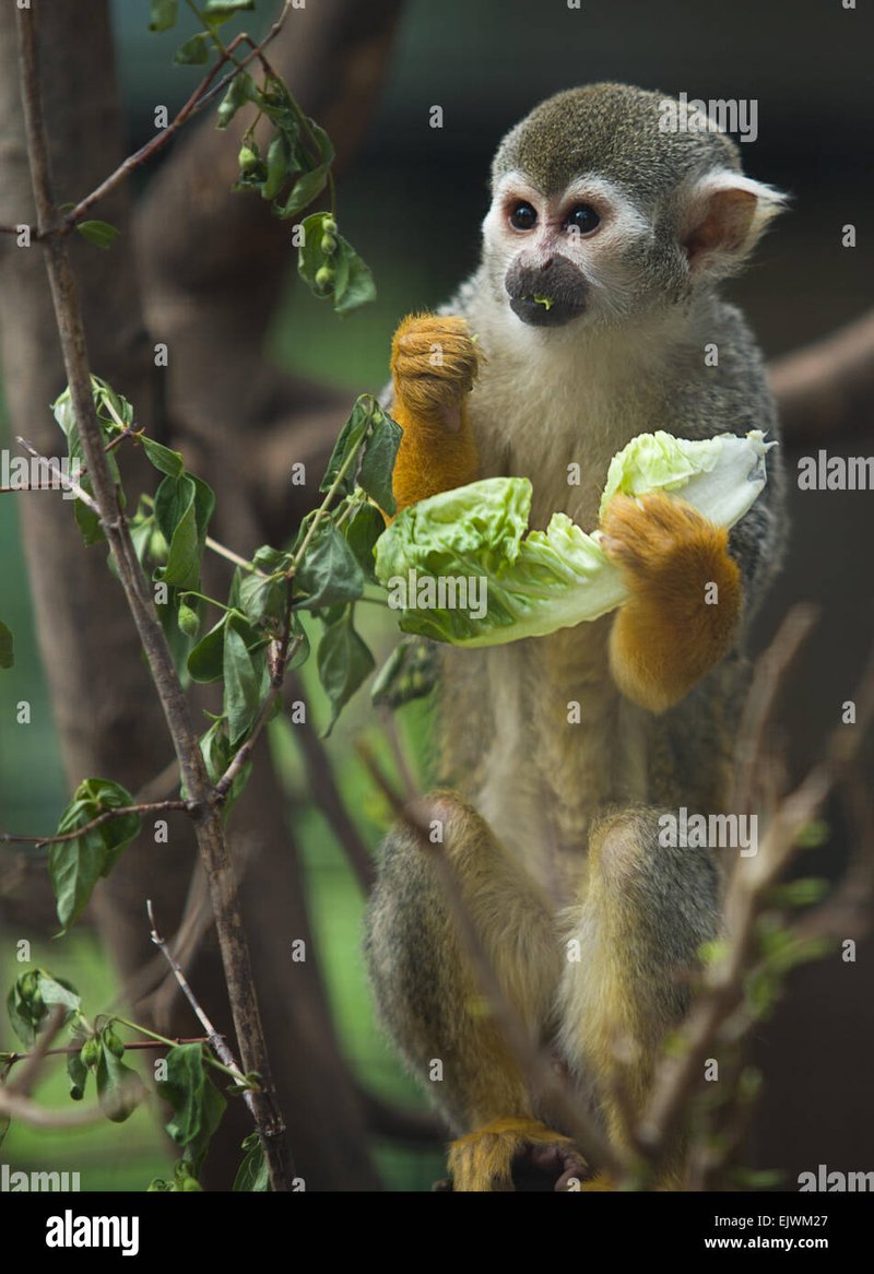How Smart Is A Titi Monkey? Cognitive Abilities And Behavior