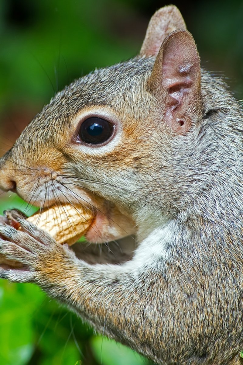 How Smart Is A Tree Squirrel? Cognitive Abilities And Behavior