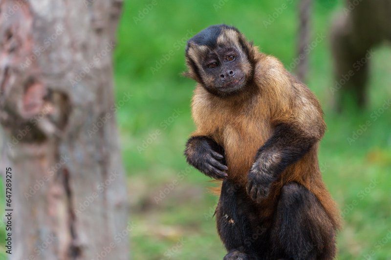 How Smart Is A Tufted Capuchin? Cognitive Abilities And Behavior
