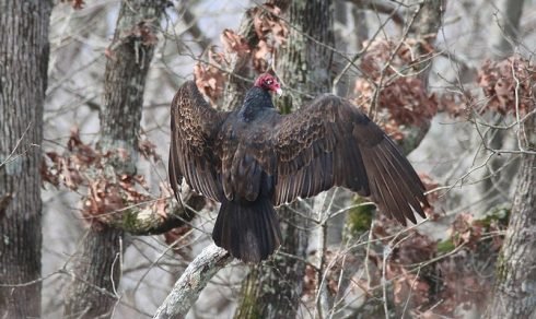 How Smart Is A Turkey Vulture? Cognitive Abilities And Behavior