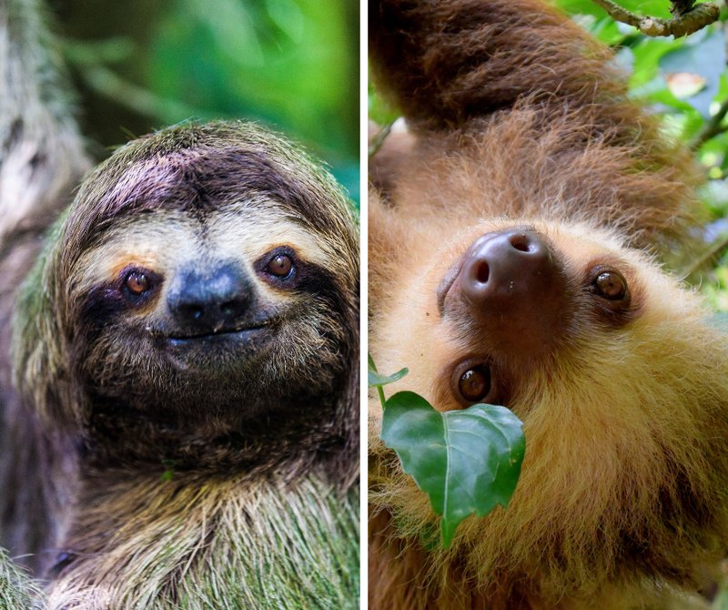 How Smart Is A Two-Toed Sloth? Cognitive Abilities And Behavior