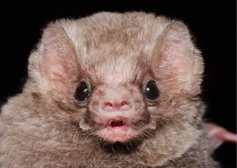 How Smart Is A Vampire Bat? Cognitive Abilities And Behavior