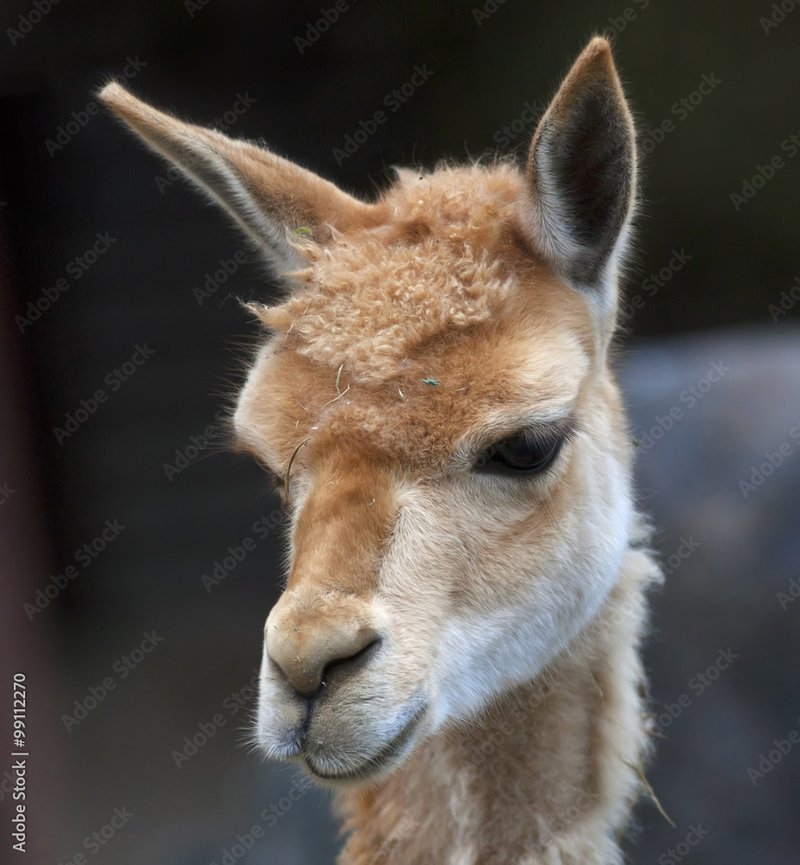 How Smart Is A Vicuna? Cognitive Abilities And Behavior