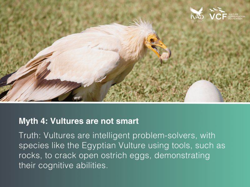 How Smart Is A Vulture? Cognitive Abilities And Behavior