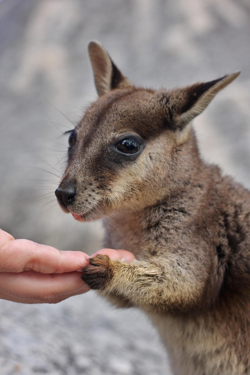 How Smart Is A Wallaby? Cognitive Abilities And Behavior