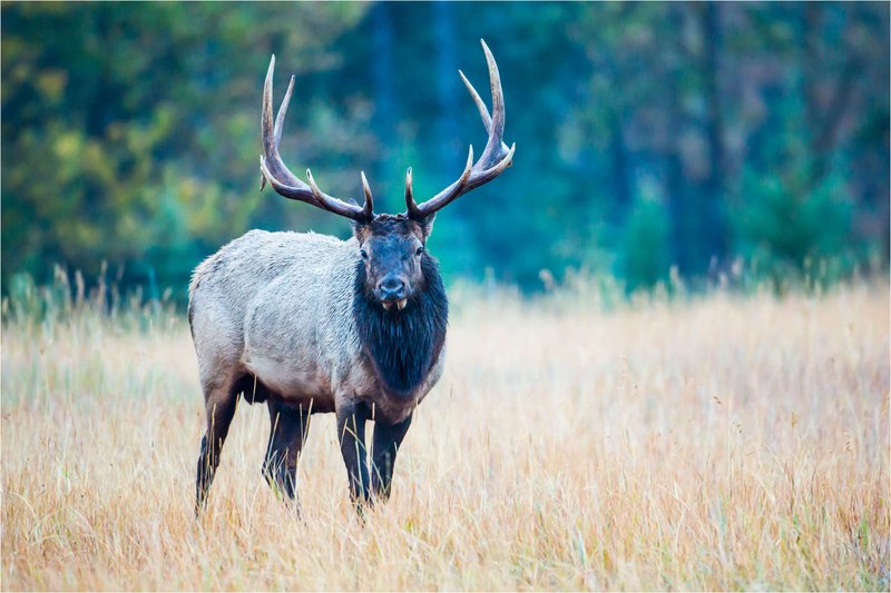 How Smart Is A Wapiti? Cognitive Abilities And Behavior