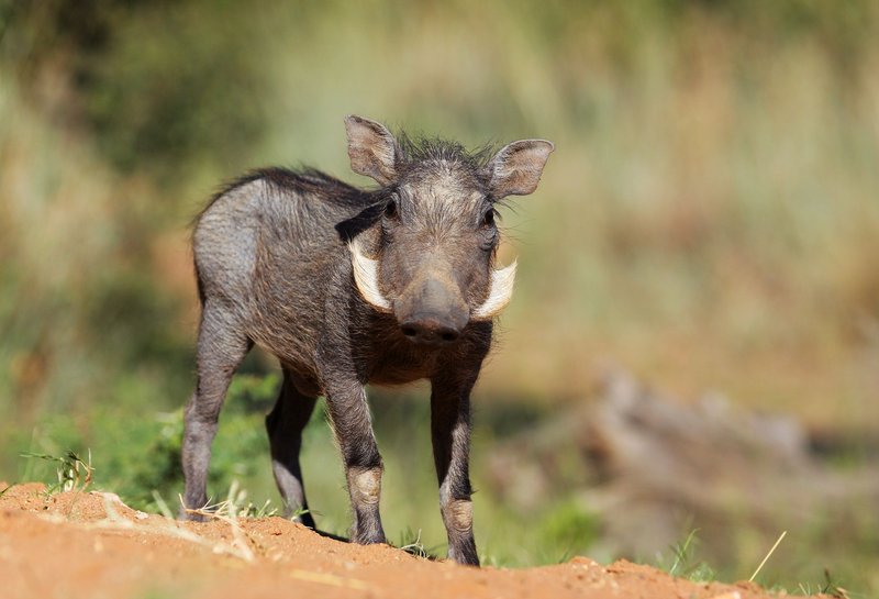 How Smart Is A Warthog? Cognitive Abilities And Behavior