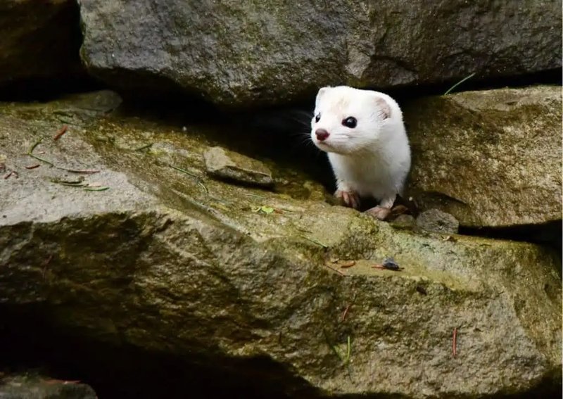 How Smart Is A Weasel? Cognitive Abilities And Behavior