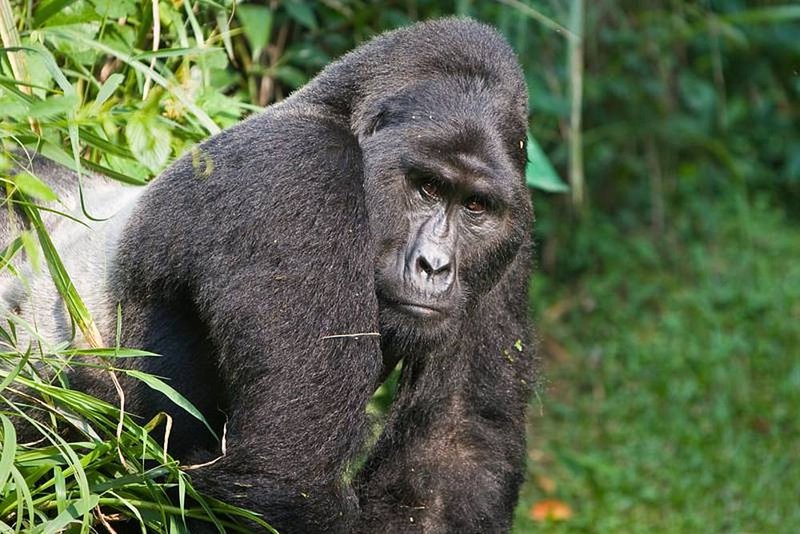 How Smart Is A Western Gorilla? Cognitive Abilities And Behavior