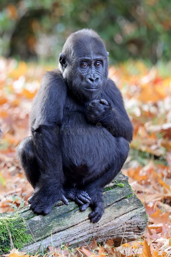 How Smart Is A Western Gorilla? Cognitive Abilities And Behavior