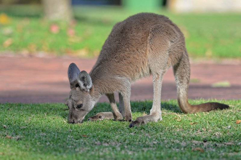 How Smart Is A Western Grey Kangaroo? Cognitive Abilities And Behavior