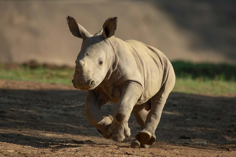 How Smart Is A White Rhinoceros? Cognitive Abilities And Behavior