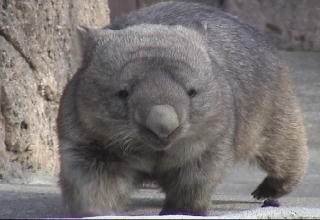 How Smart Is A Wombat? Cognitive Abilities And Behavior