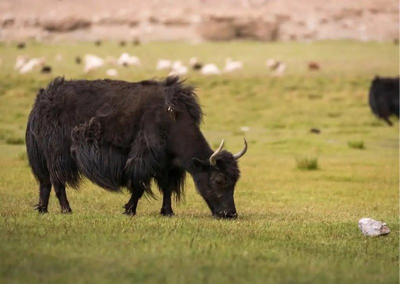 How Smart Is A Yak? Cognitive Abilities And Behavior