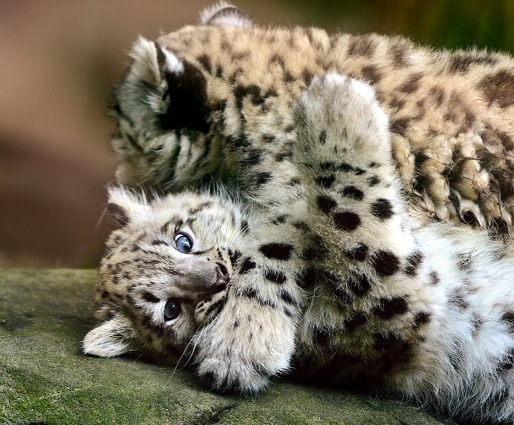 How Snow Leopards Raise Their Young In The Wild