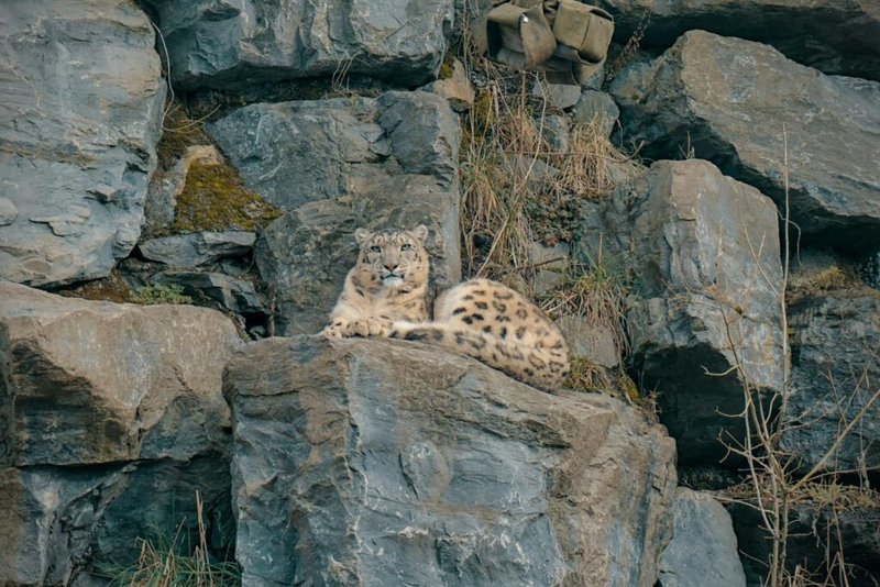 How Snow Leopards Survive In Harsh Environments