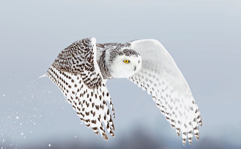 How Snowy Owls Adapt To Their Environment